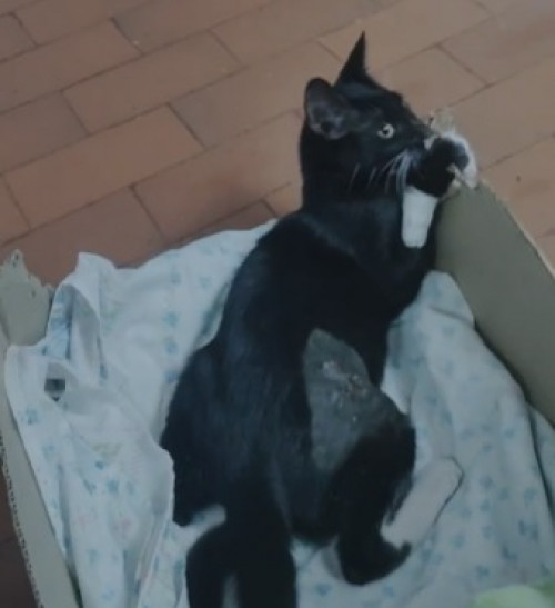 Oreo