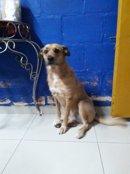 Perla