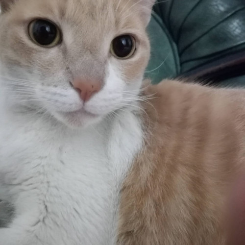 Milo