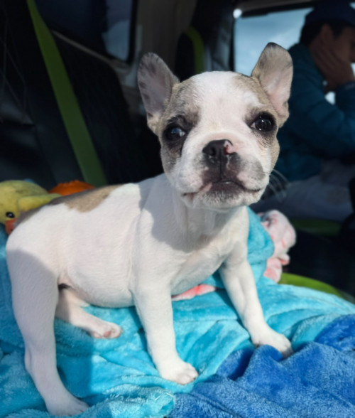 Zoe