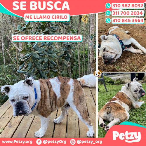 Foto de mascota Cirilo 