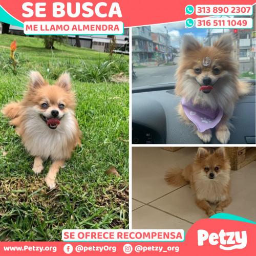 Foto de mascota Almendra 