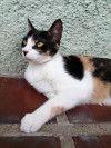Foto de Iris en Medellín Antioquia #0