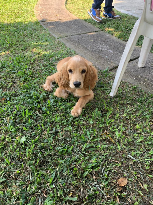 Se Busca A Este Perrito