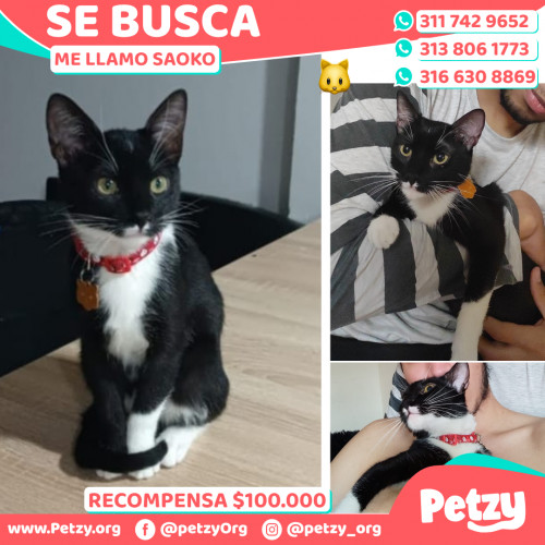 Foto de mascota Saoko