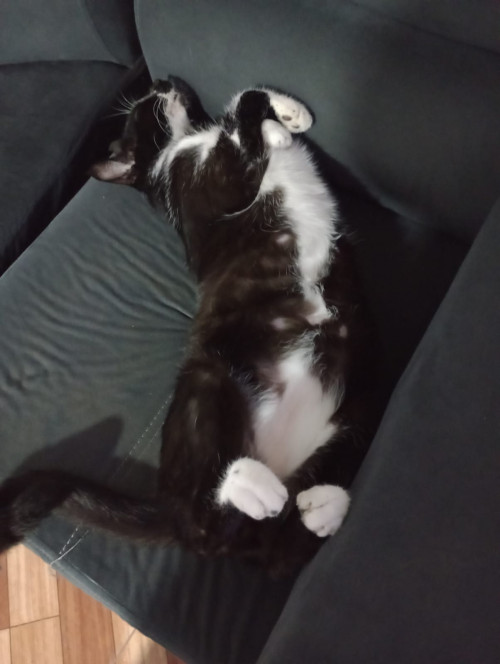 Tom