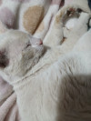 Foto de Mishi en Lerdo Durango #2