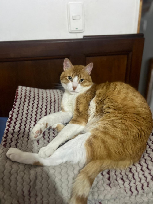 Simon