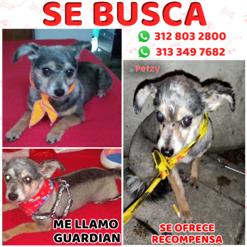 Foto de mascota Guardian