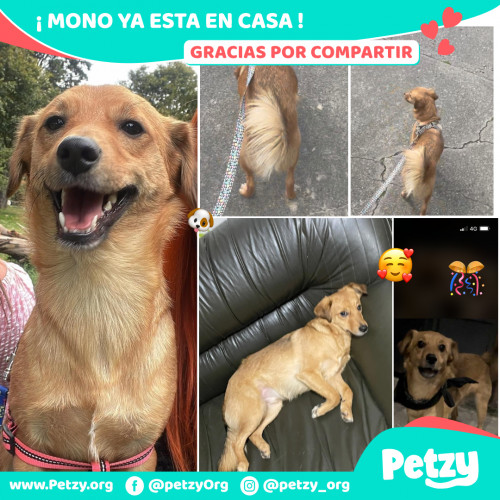 Foto de mascota Mono