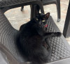 Foto de Tomate en Dosquebradas Risaralda #11