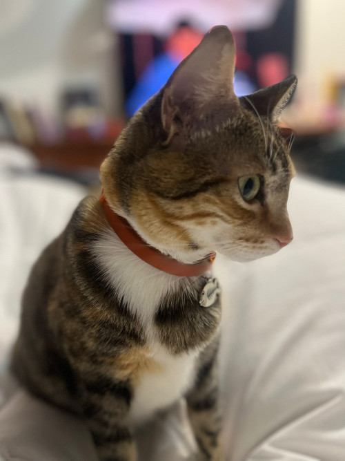 Lola