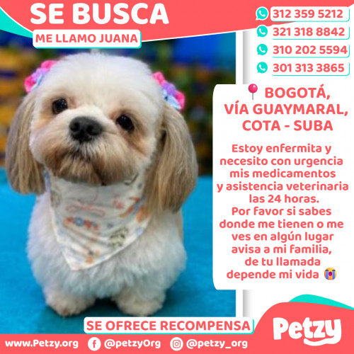 Foto de mascota Juana