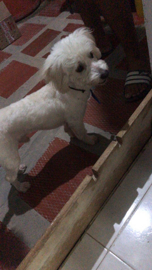 Junior