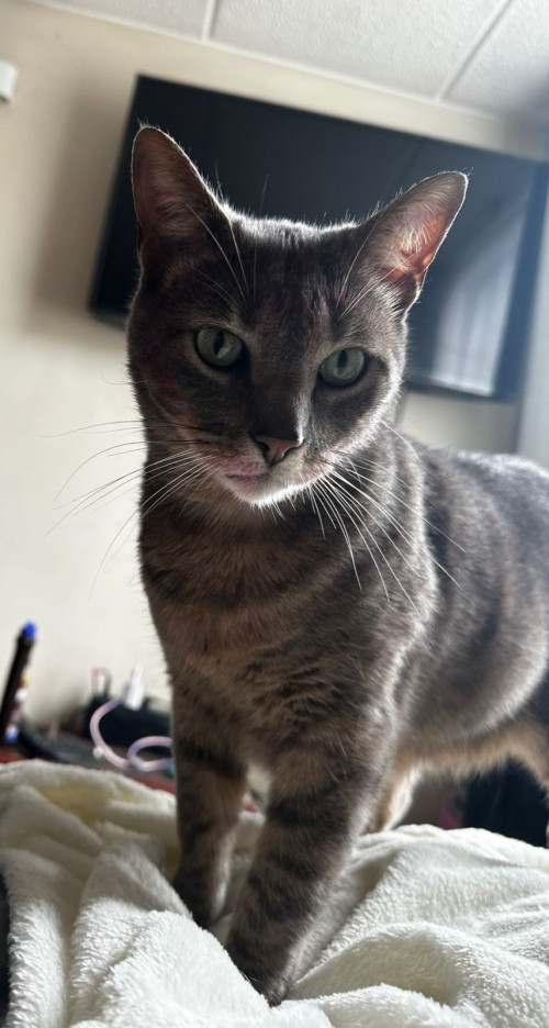Merlín
