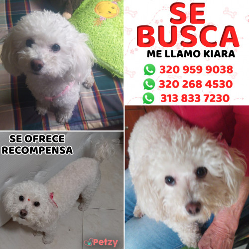 Foto de mascota Kiara