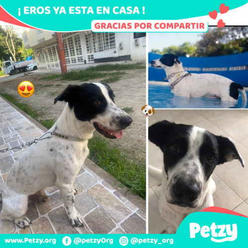 Foto de mascota Eros