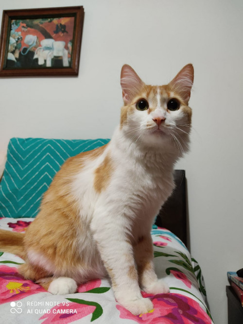 Lucerito