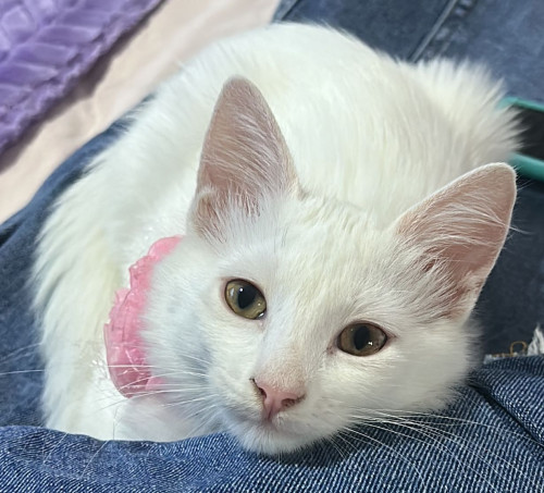 Kitty