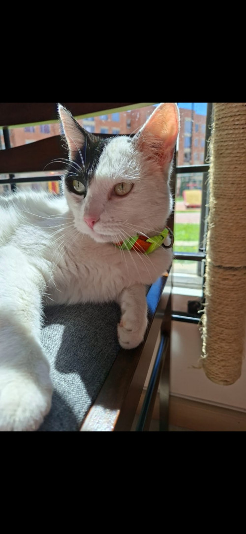 Neko
