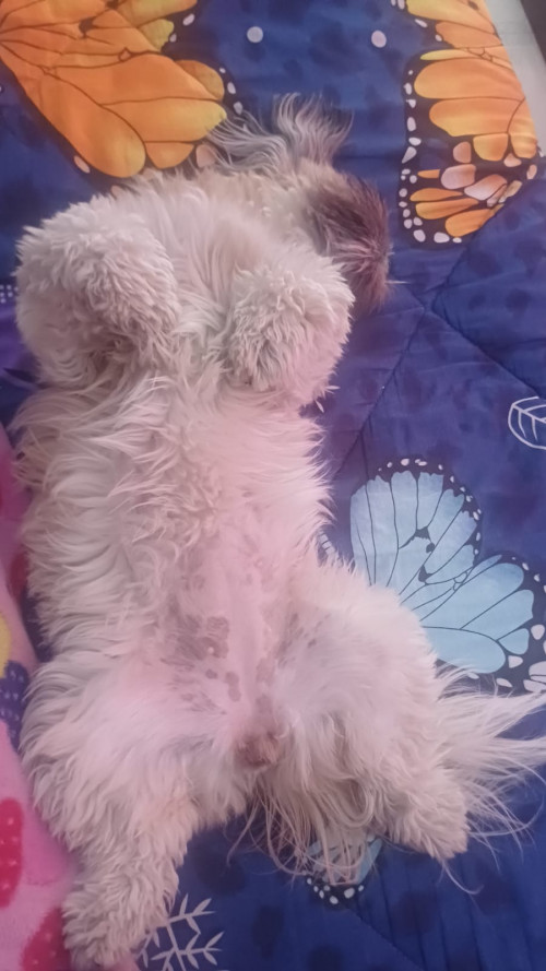 Mia
