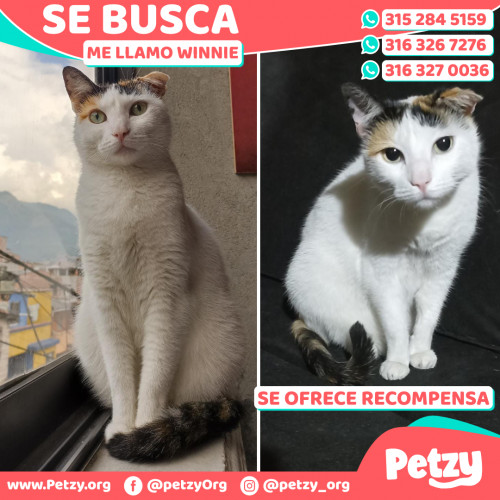 Foto de mascota Winnie