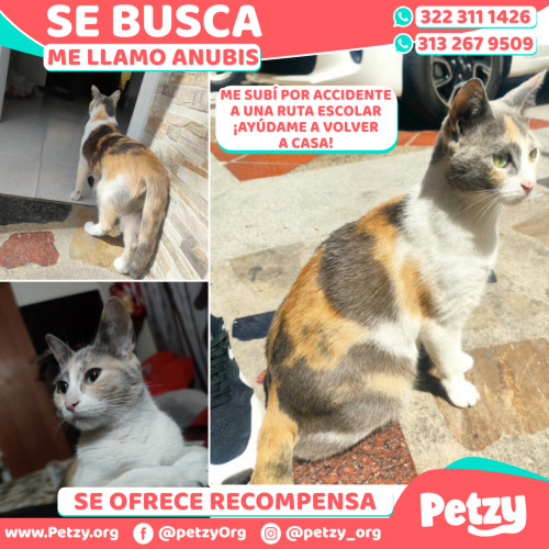 Foto de mascota Anubis