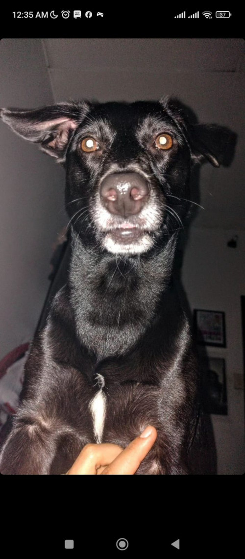 Negra