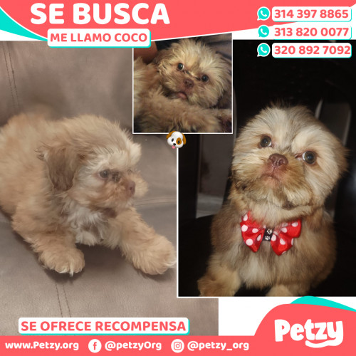 Foto de mascota Coco