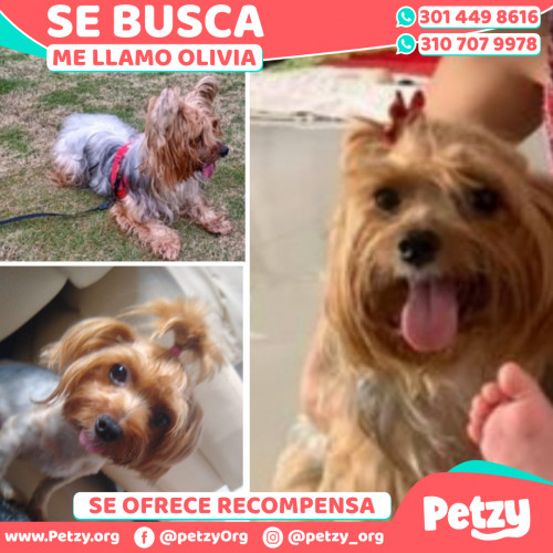 Foto de mascota Olivia