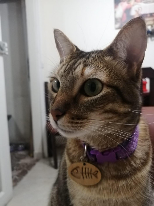 Nala