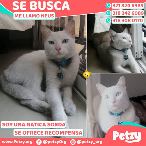 Foto de mascota Neus