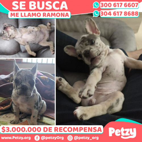 Foto de mascota Ramona