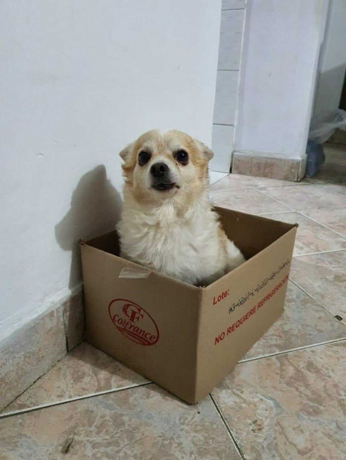Simba