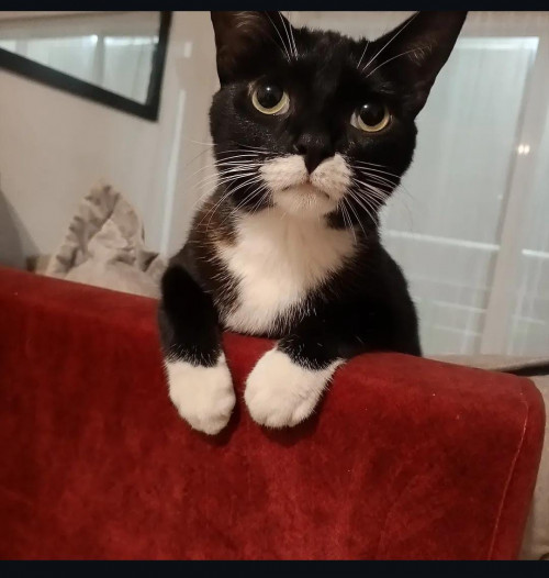 Brownie