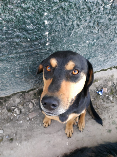 Kiara