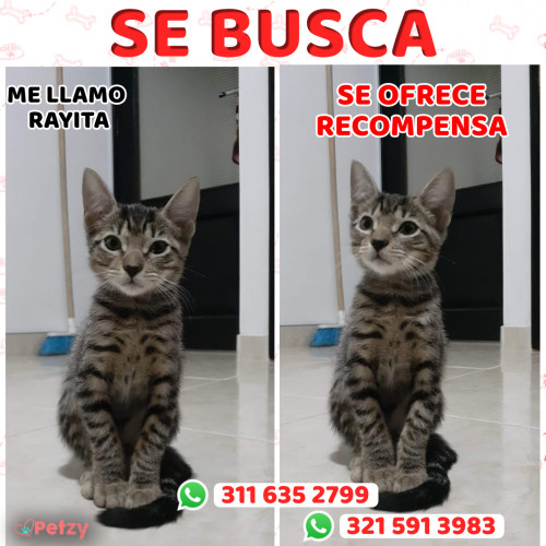 Foto de mascota Rayita