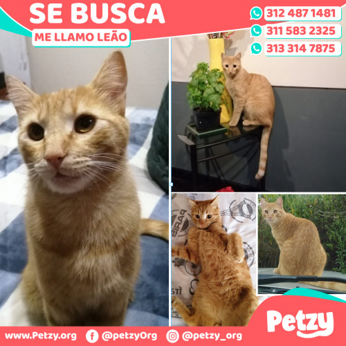 Foto de mascota Leão