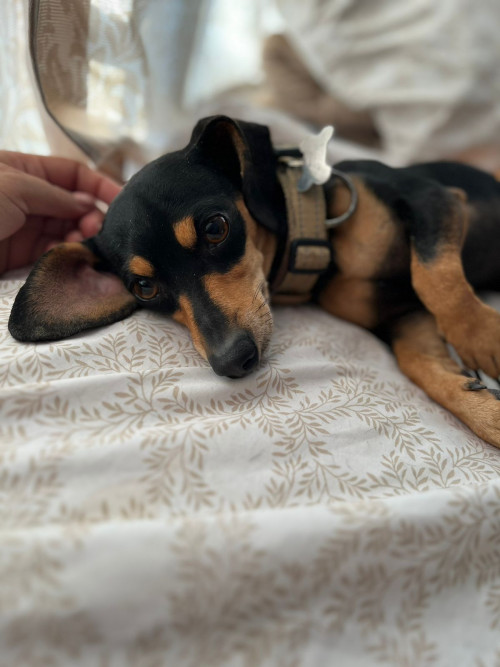 Milo