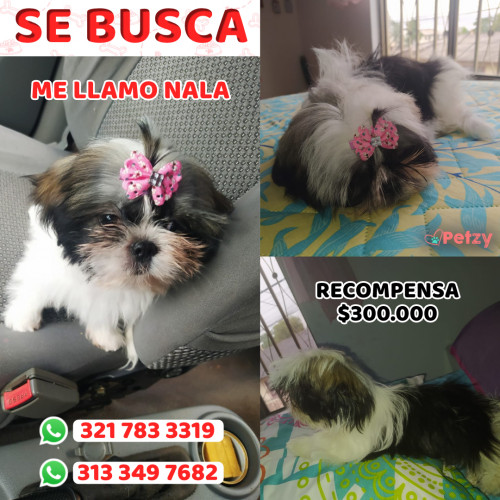 Foto de mascota Nala