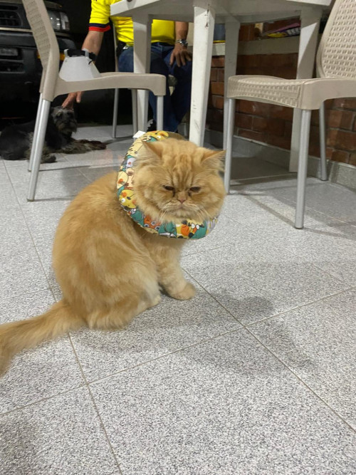 Garfield