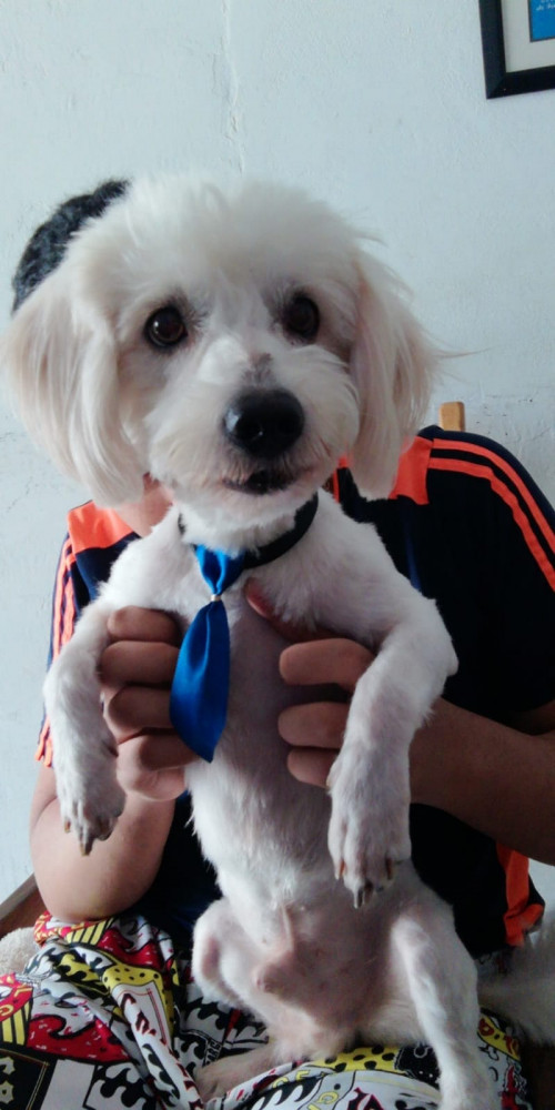 Junior