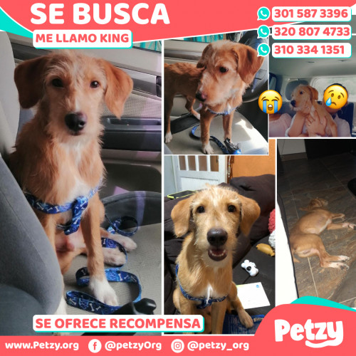 Foto de mascota King