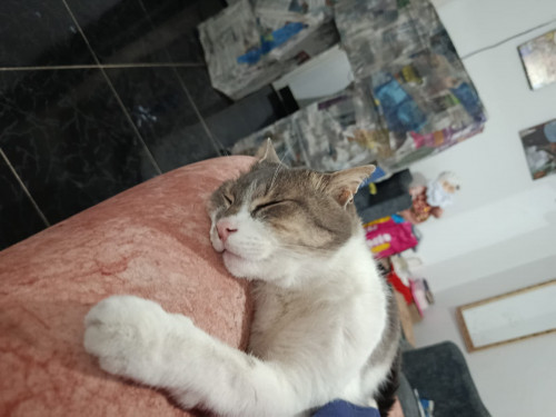 Félix