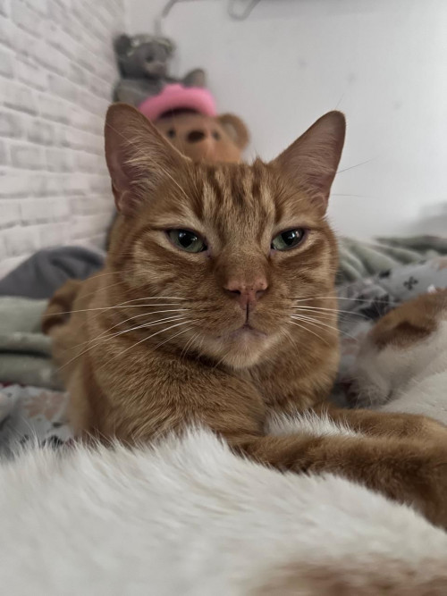 Zeus Felipe