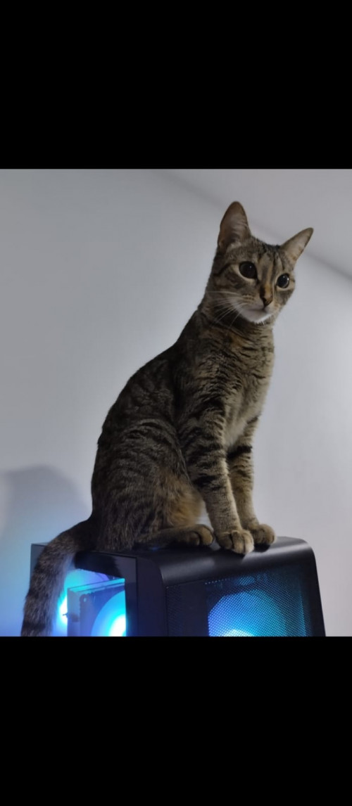 Mimi