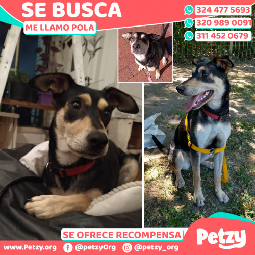 Foto de mascota Pola