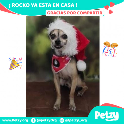 Foto de mascota Rocko