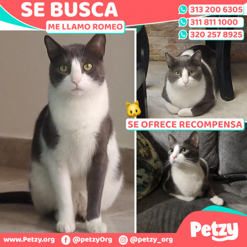 Foto de mascota Romeo