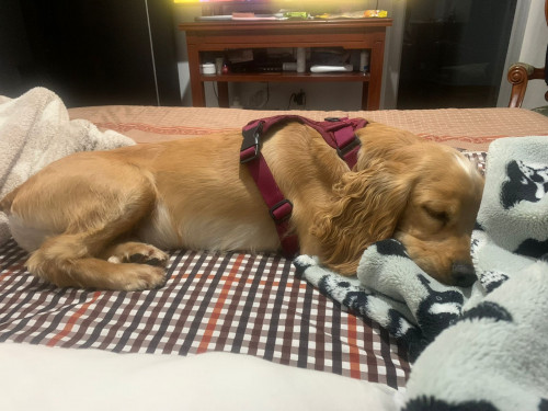 Se Busca A Este Perrito